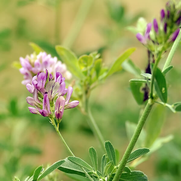 Alfalfa Albert Lea Seed Alfalfa Albert Lea Seed