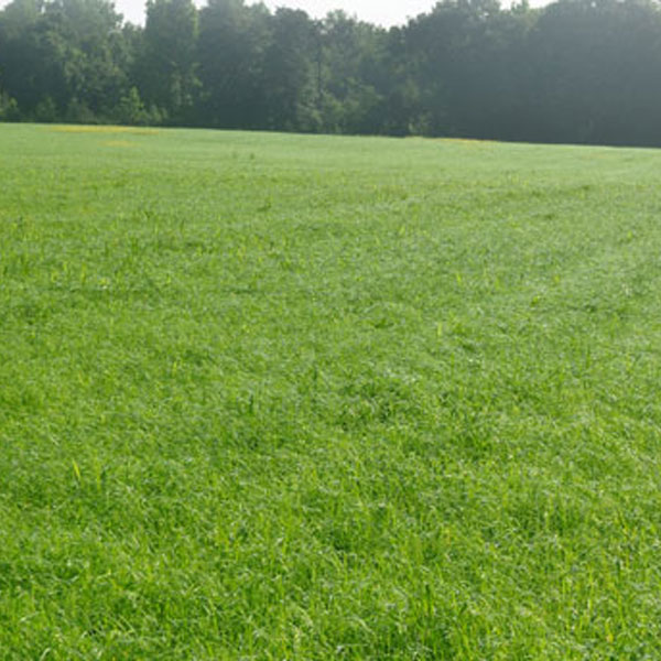 Bonus Teff Grass Seed for Sale Hay for Horses Albert Lea Seed