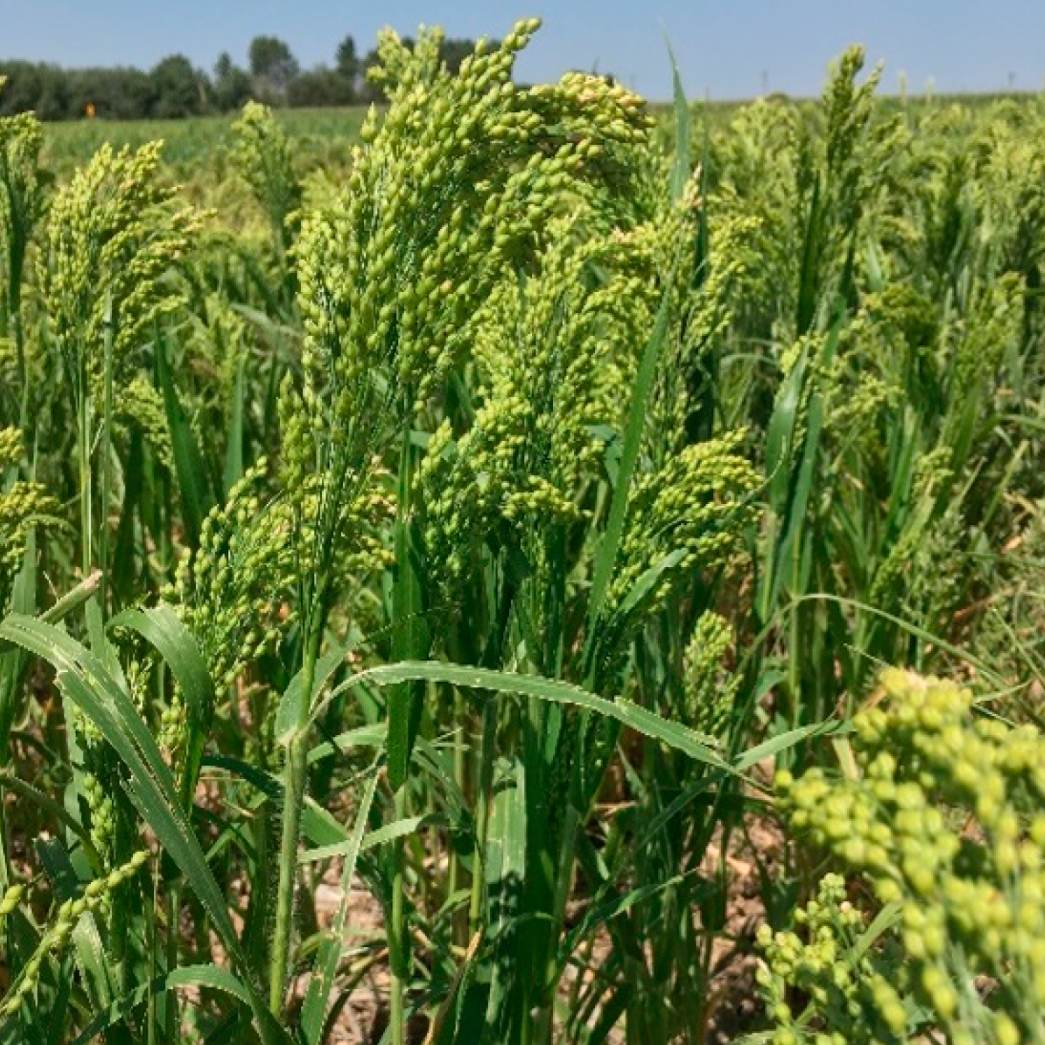 White Millet Plant Dragon s Claw Millet Eleusine Coracana White Millet Plant Dragon s Claw Millet Eleusine Coracana